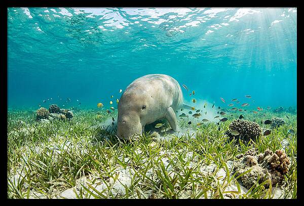 Dugong In A Seagrass Meadow