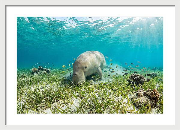Dugong In A Seagrass Meadow
