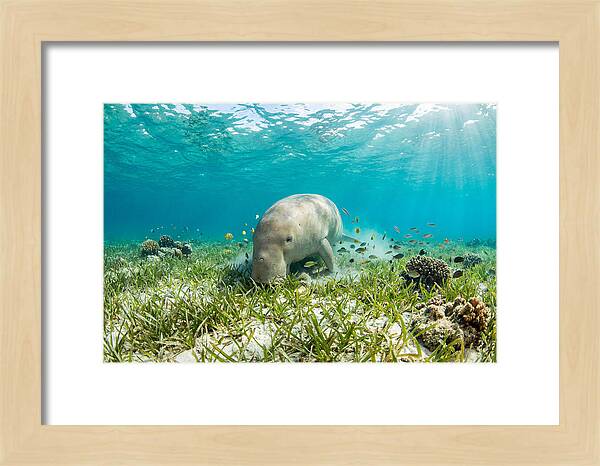 Dugong In A Seagrass Meadow