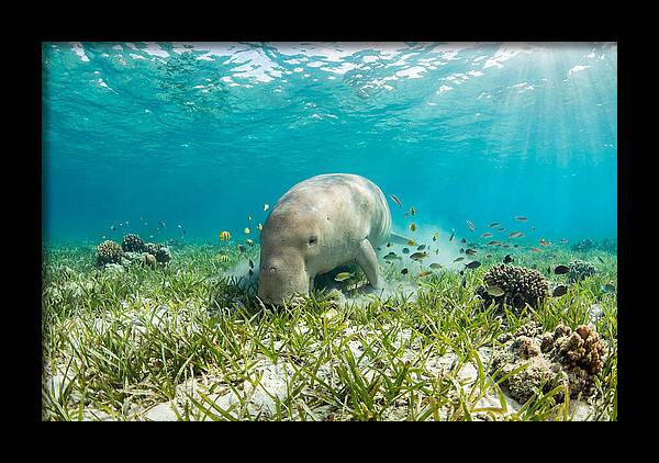 Dugong In A Seagrass Meadow