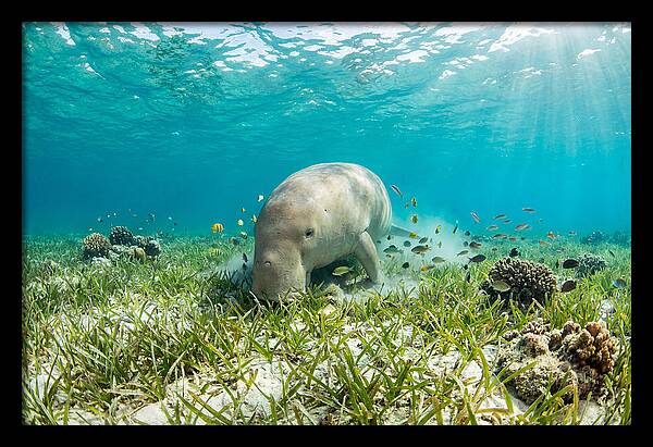 Dugong In A Seagrass Meadow