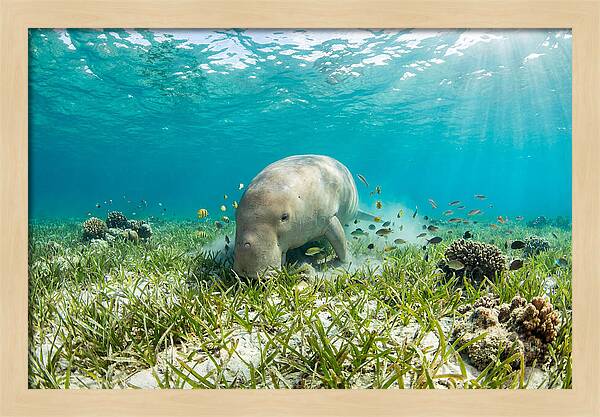 Dugong In A Seagrass Meadow