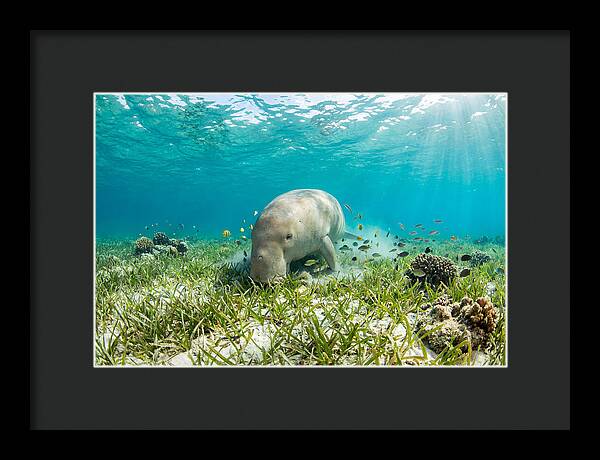 Dugong In A Seagrass Meadow