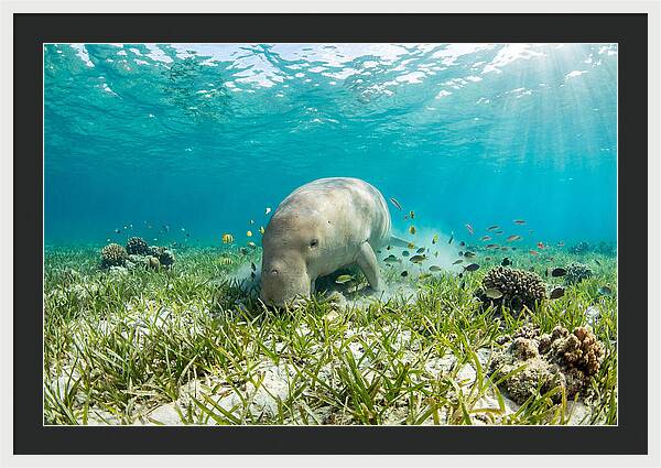 Dugong In A Seagrass Meadow