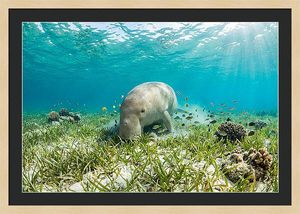Dugong In A Seagrass Meadow