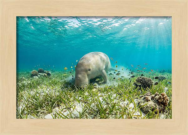 Dugong In A Seagrass Meadow