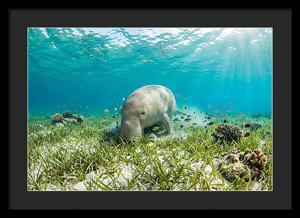 Dugong In A Seagrass Meadow
