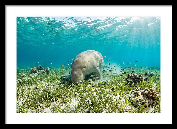 Dugong In A Seagrass Meadow