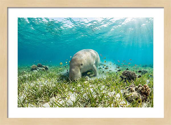Dugong In A Seagrass Meadow