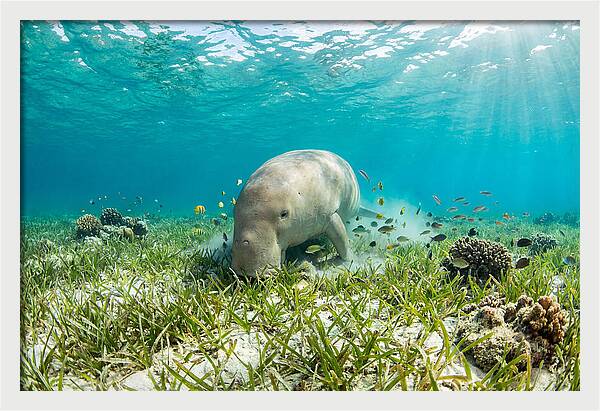 Dugong In A Seagrass Meadow