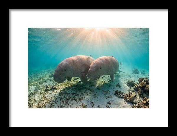 Dugong Pair Underwater Serenity