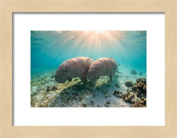 Dugong Pair Underwater Serenity