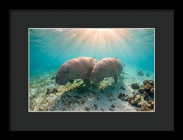 Dugong Pair Underwater Serenity