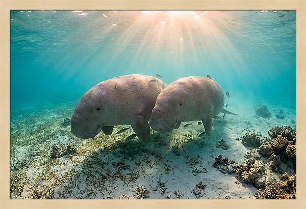 Dugong Pair Underwater Serenity