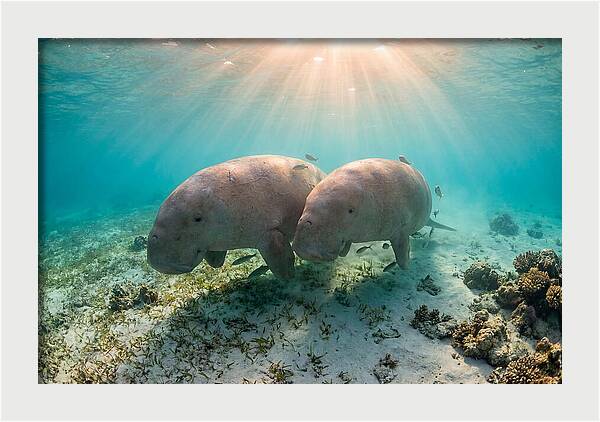 Dugong Pair Underwater Serenity