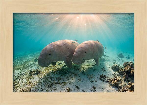 Dugong Pair Underwater Serenity