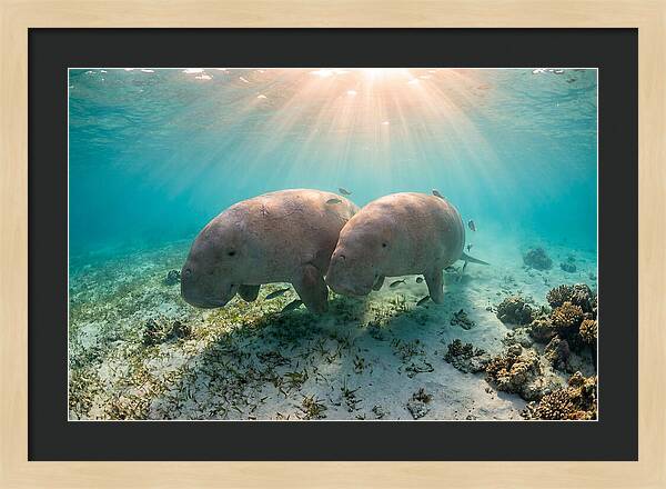 Dugong Pair Underwater Serenity