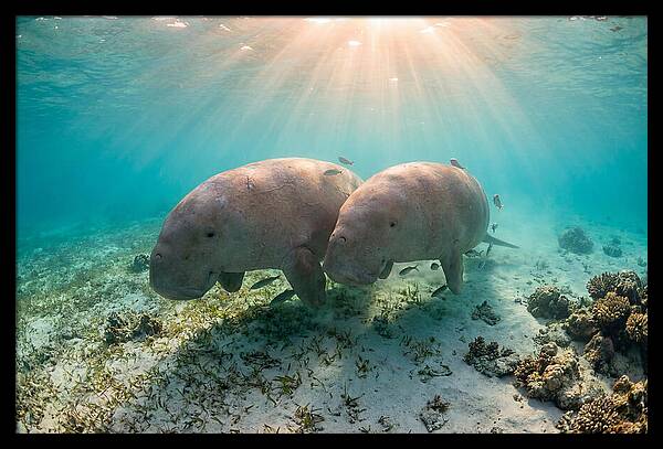 Dugong Pair Underwater Serenity