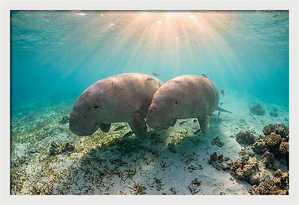 Dugong Pair Underwater Serenity