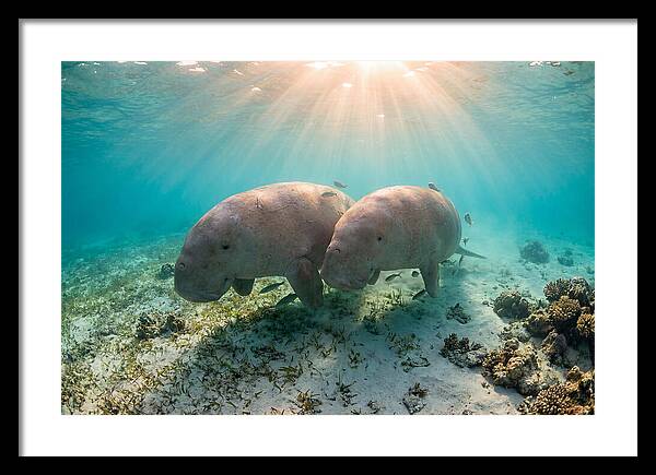 Dugong Pair Underwater Serenity