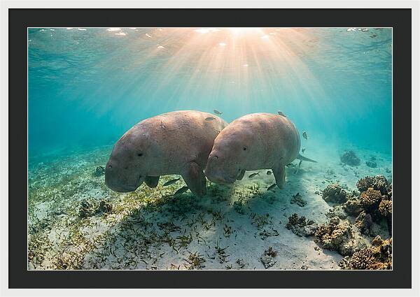 Dugong Pair Underwater Serenity