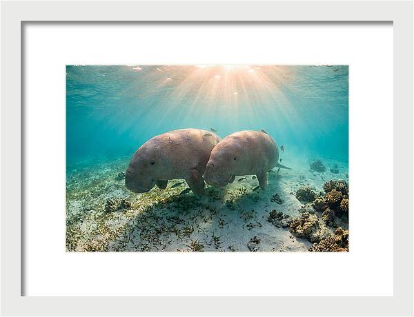 Dugong Pair Underwater Serenity