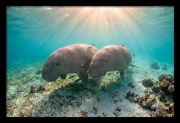 Dugong Pair Underwater Serenity
