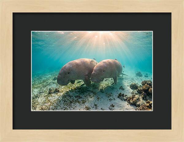 Dugong Pair Underwater Serenity
