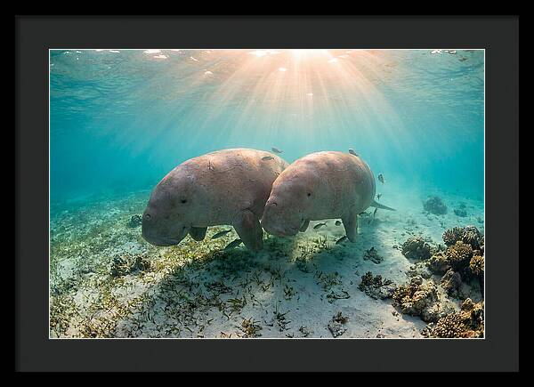 Dugong Pair Underwater Serenity