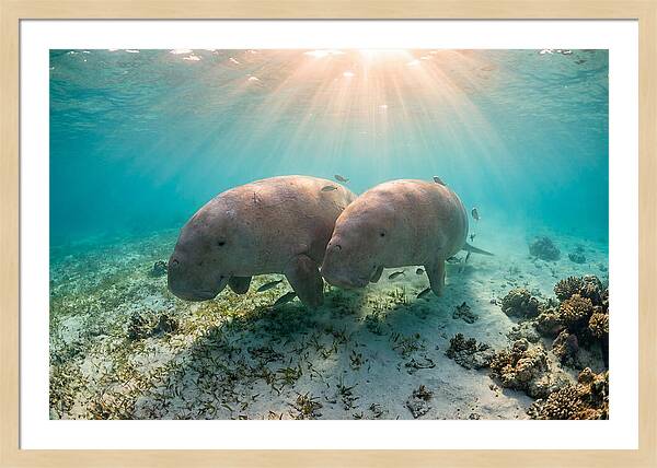 Dugong Pair Underwater Serenity