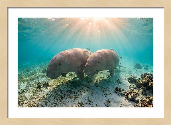 Dugong Pair Underwater Serenity