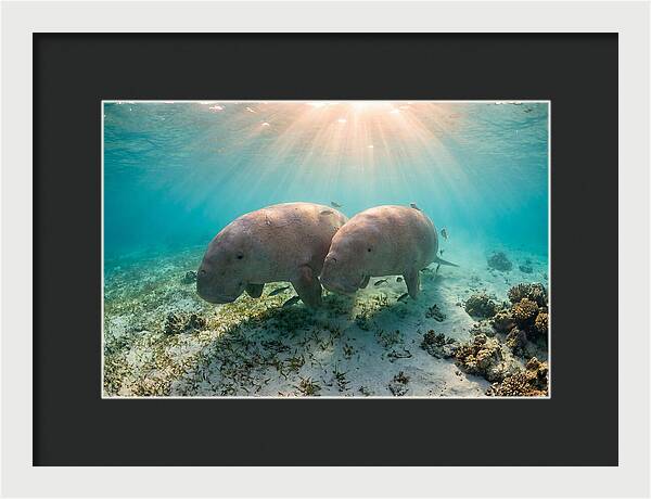 Dugong Pair Underwater Serenity
