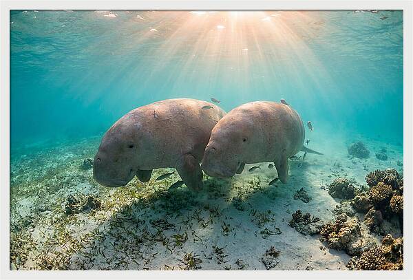 Dugong Pair Underwater Serenity