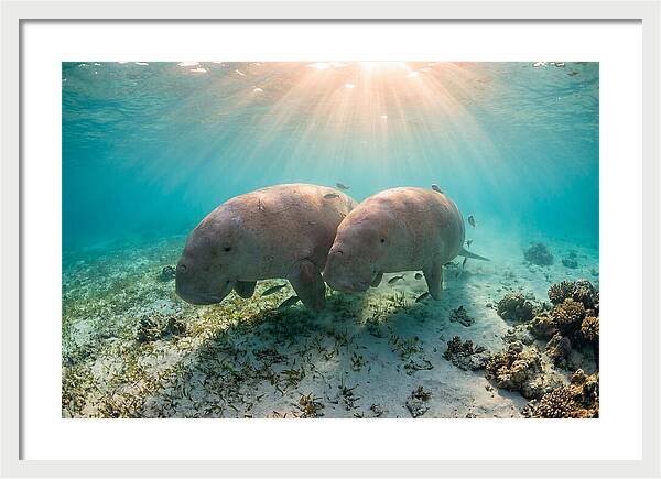 Dugong Pair Underwater Serenity