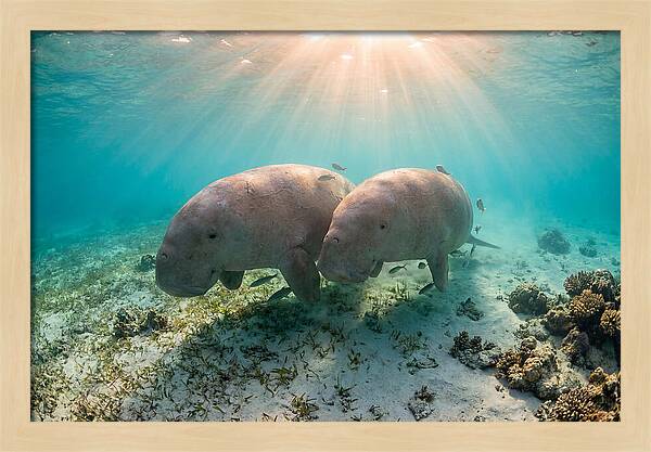 Dugong Pair Underwater Serenity