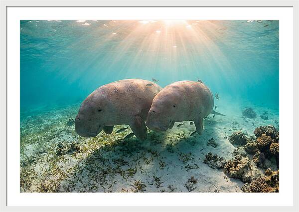 Dugong Pair Underwater Serenity