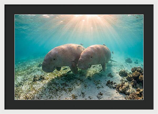 Dugong Pair Underwater Serenity