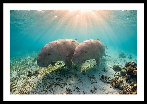 Dugong Pair Underwater Serenity