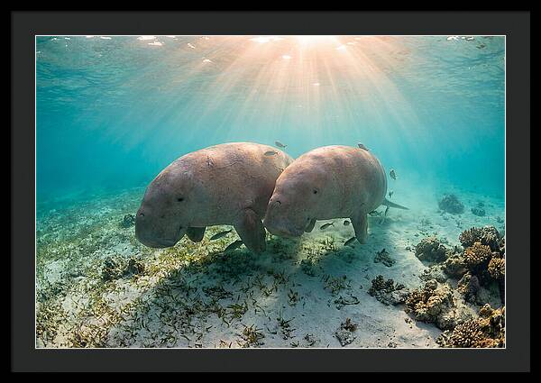 Dugong Pair Underwater Serenity