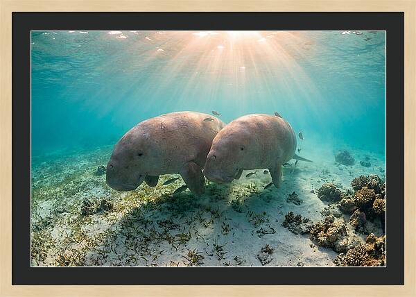 Dugong Pair Underwater Serenity