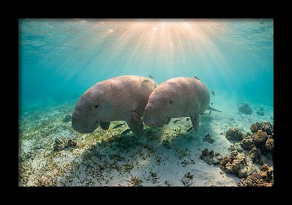 Dugong Pair Underwater Serenity