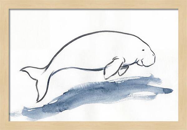 Dugong Swimming Gracefully