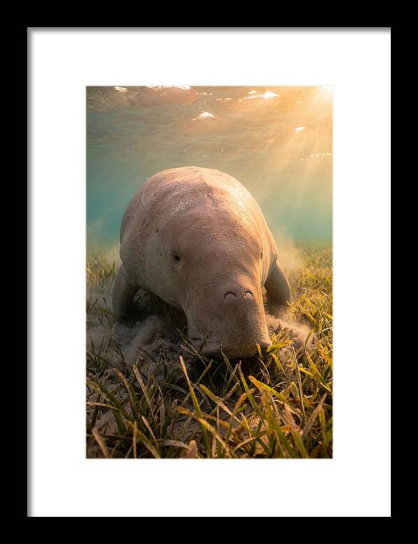 Dugong Swimming Through Seagrass