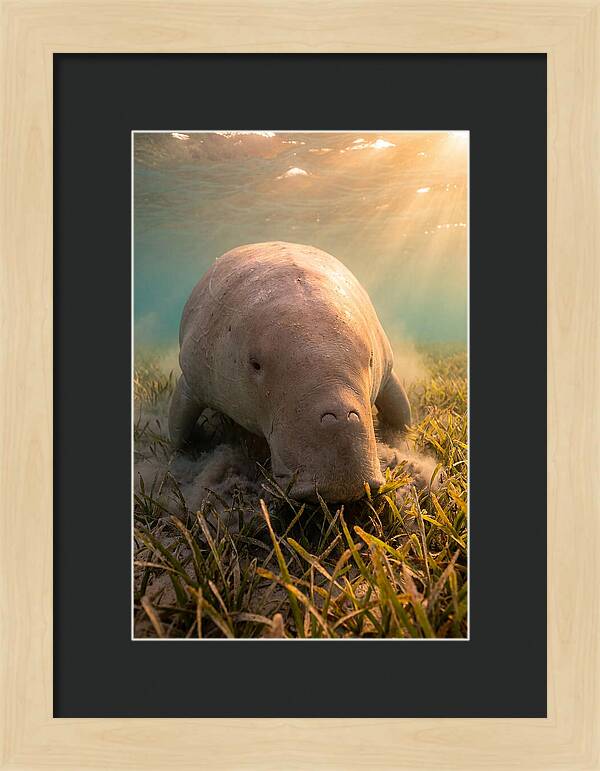 Dugong Swimming Through Seagrass
