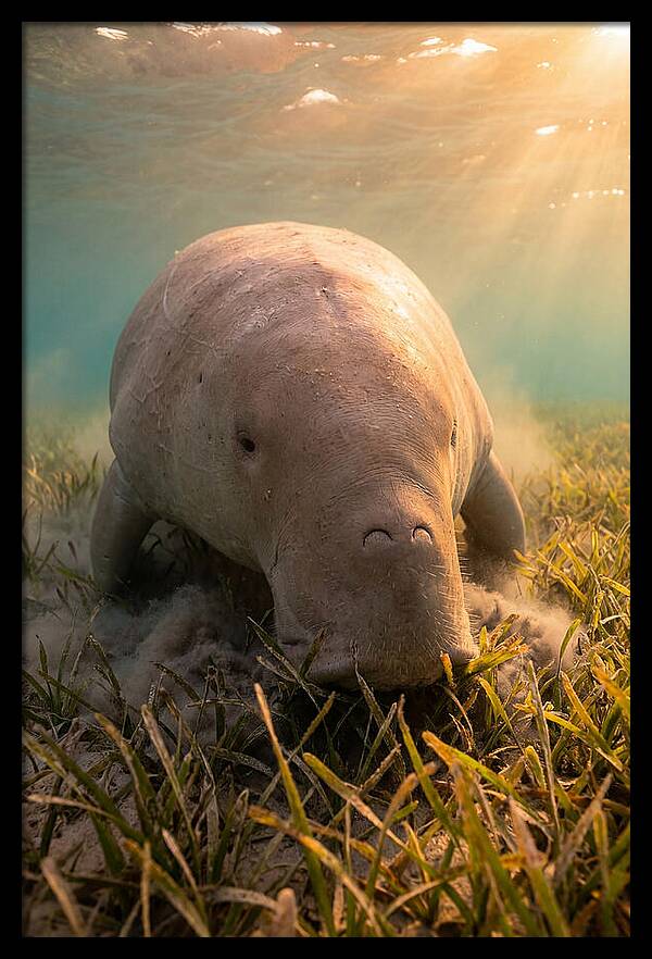 Dugong Swimming Through Seagrass