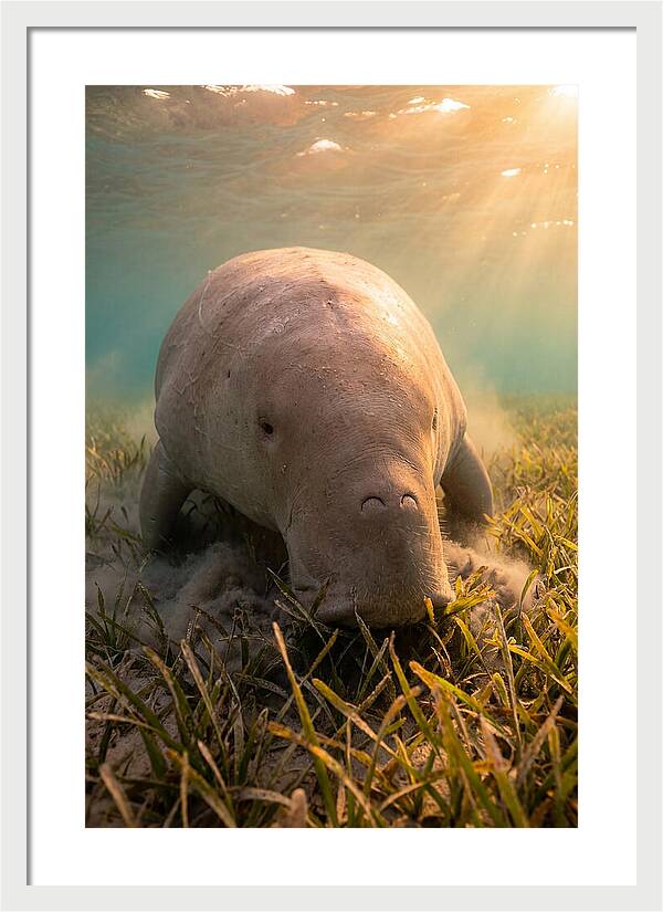 Dugong Swimming Through Seagrass