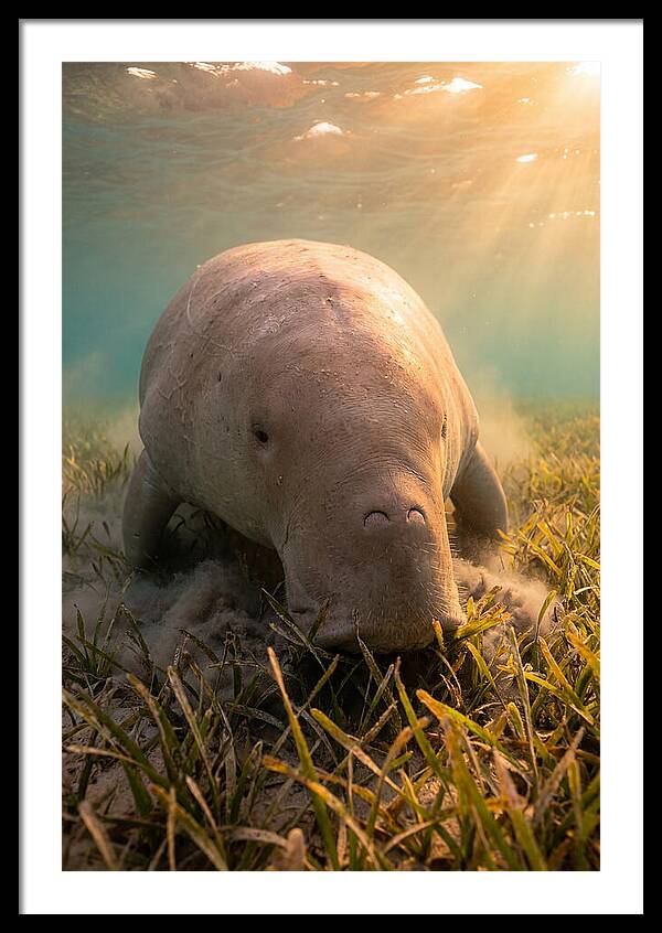 Dugong Swimming Through Seagrass