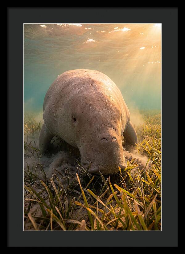 Dugong Swimming Through Seagrass