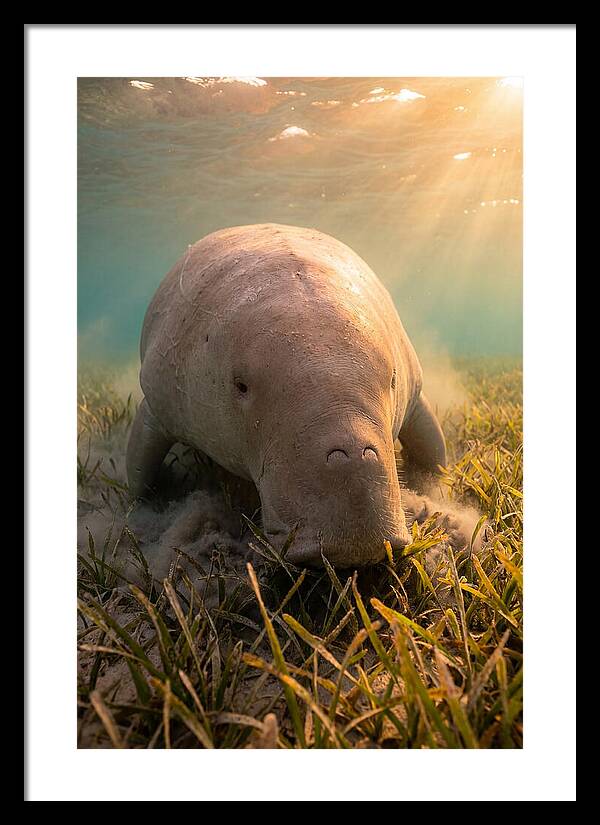 Dugong Swimming Through Seagrass