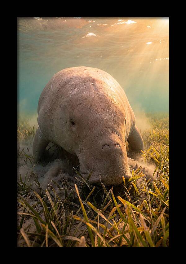 Dugong Swimming Through Seagrass